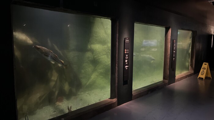 Un aquarium de très grande dimension dans une exposition sur le Saint-Laurent.