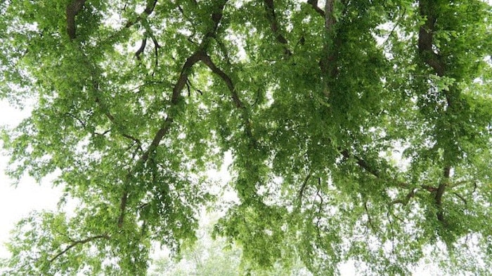 Des branches d'un gros arbre