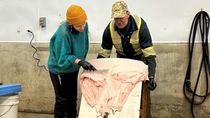 Un atelier de tannage de peau de phoque au Rendez-vous du loup-marin.