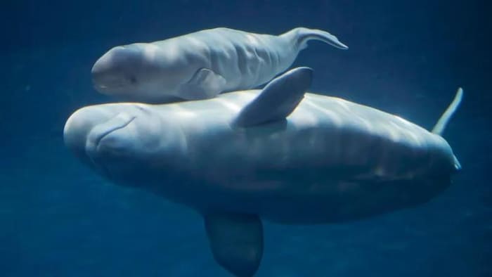 Une maman béluga et son petit.