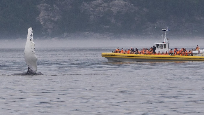 Une baleine à bosse nage dans la baie de Tadoussac devant un bateau rempli de touristes.