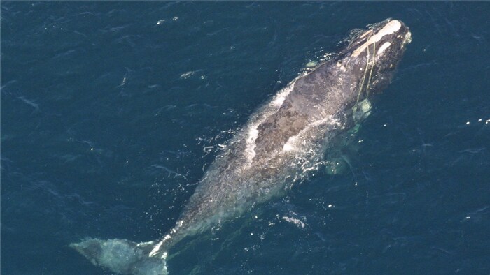 Baleine noire empêtrée dans des cordages de pêche.