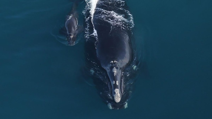 Une baleine et un baleineau dans l'eau.