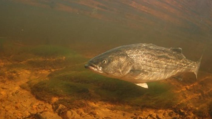 Un bar rayé dans une rivière
