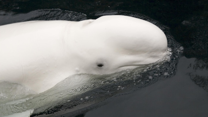 Un béluga dans des eaux sombres.