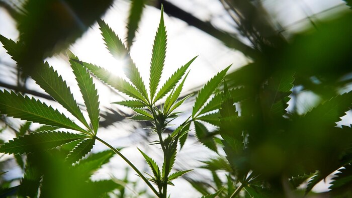 Des plants de cannabis poussent au soleil.