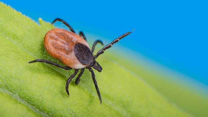 Diseases carried by insects that infect humans, like Lyme disease and West Nile virus, are on the rise in Canada. The shorter, less severe winters due to climate change have allowed those insects to expand their range.