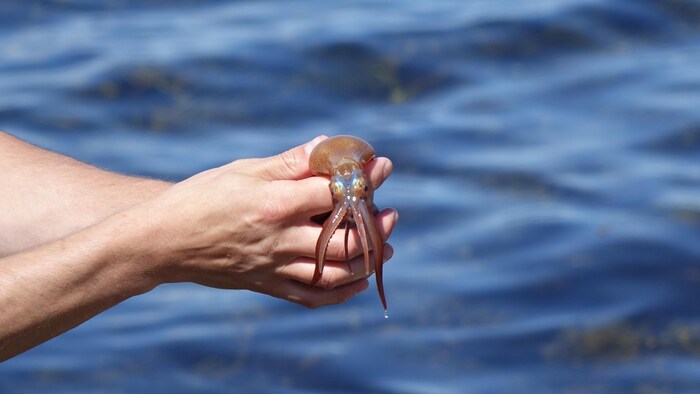 Cette année, le calmar a été ajouté à la liste de Fourchette bleue, puisqu'il est observé plus fréquemment dans le golfe du fleuve Saint-Laurent. Un homme tient un calmar près de l'eau.