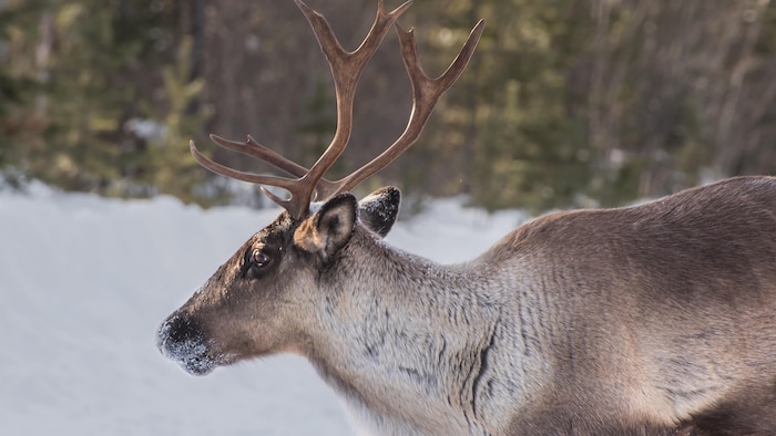 Un caribou mâle dans la neige.