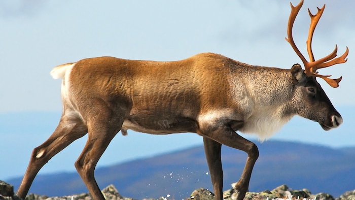 Un caribou mâle photographié de profil avance sur un sol rocheux l'hiver.