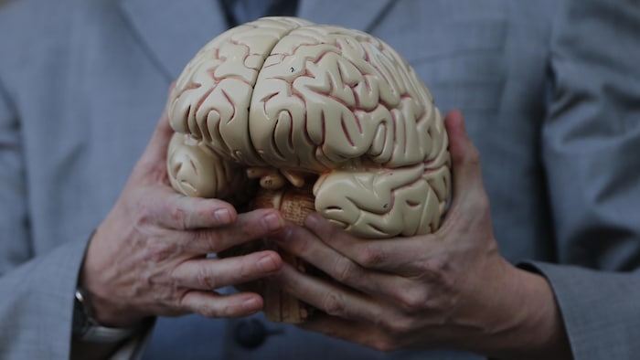 Un homme tient un modèle en plastique d'un cerveau.