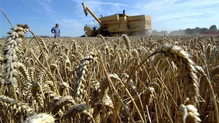 Un fermier au milieu d'un champ pendant qu'une moissonneuse récolte le blé. Des gerbes de blé sont en avant-plan.