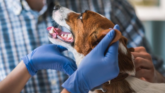 Un vétérinaire examine un chien devant son maître.