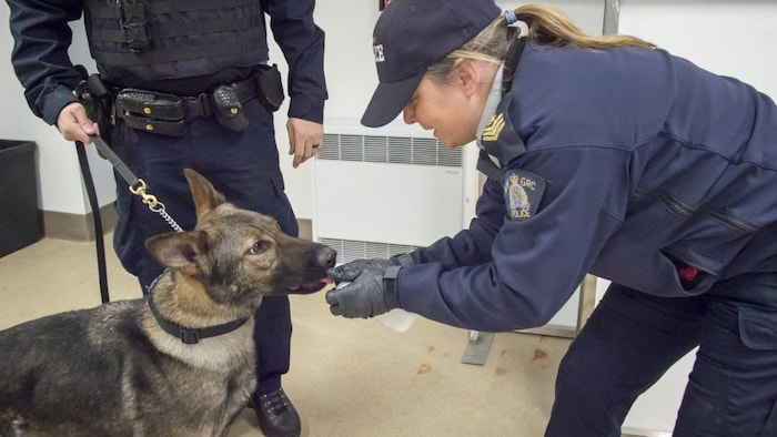 Un chien policier de la Gendarmerie royale du Canada (GRC) en Alberta.