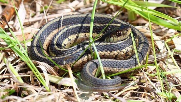 Une couleuvre rayée enroulée sur un terrain d'herbes.