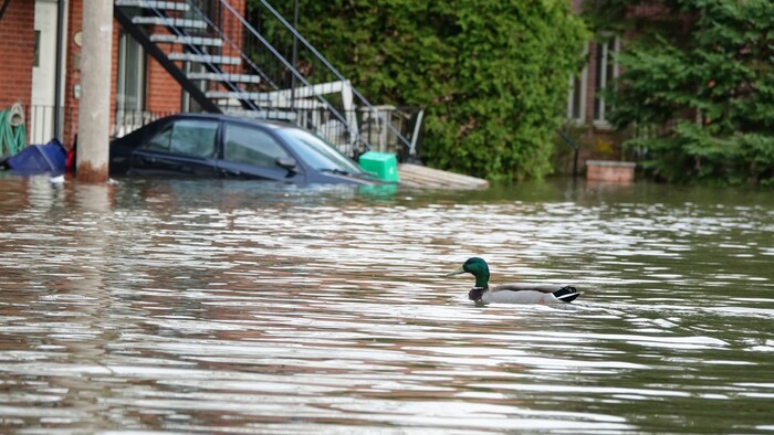 Un canard dans une rue inondée, devant un véhicule qui a de l'eau jusqu'en haut des portières