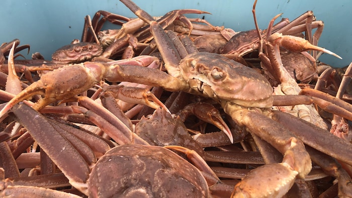 Des crabes des neiges.