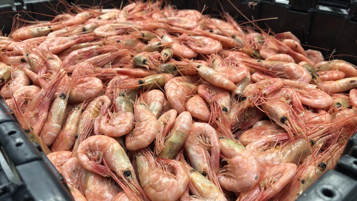 Des crevettes dans un bac de transport.