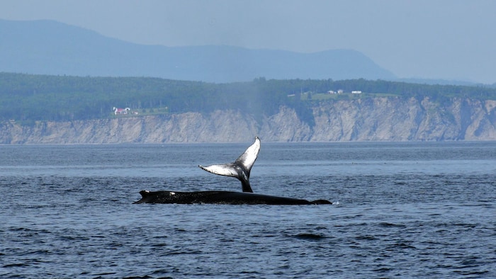 Une queue de baleine et un dos de baleine devant les falaises de Forillon.