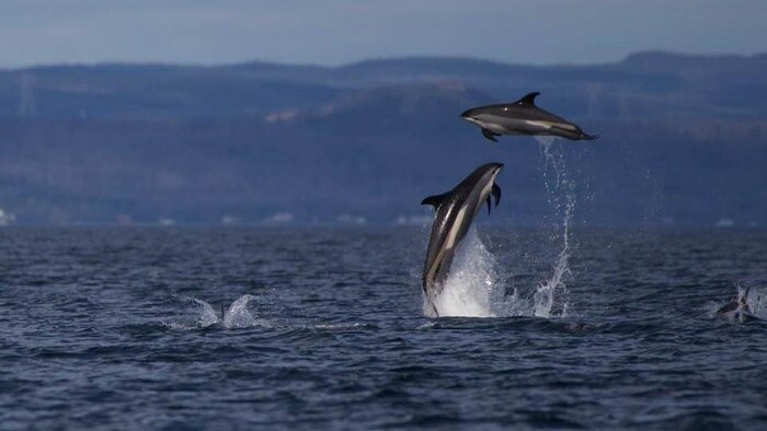 Des dauphins à flancs blancs sautent en dehors de l'eau.