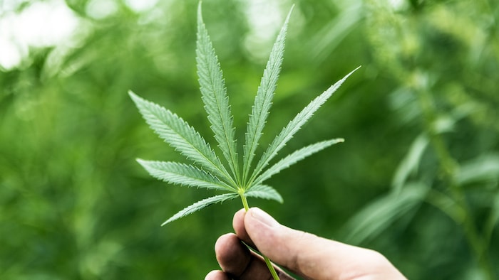 Une feuille de cannabis