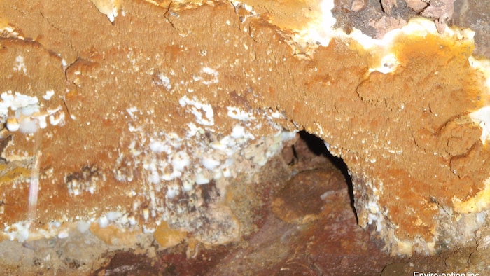 La mérule pleureuse est un champignon dévastateur.