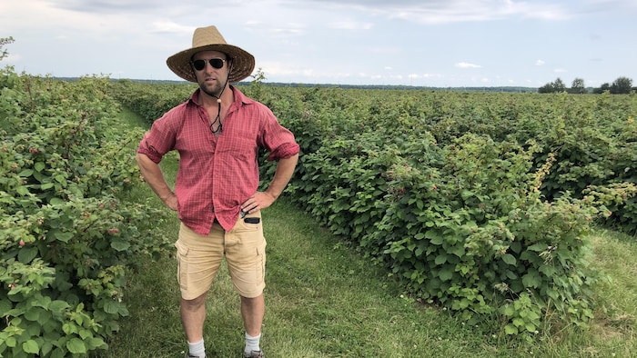 Un fermier dans un champ de framboises.