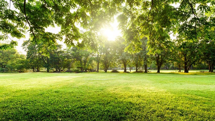 Un espace de verdure au soleil couchant.