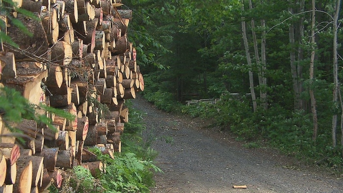 Des billots de bois en forêt.
