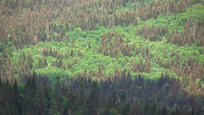 Une forêt boréale en été avec des arbres feuillus et des résineux.