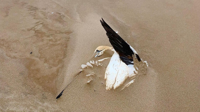 Une carcasse de fou de Bassan sur la plage.