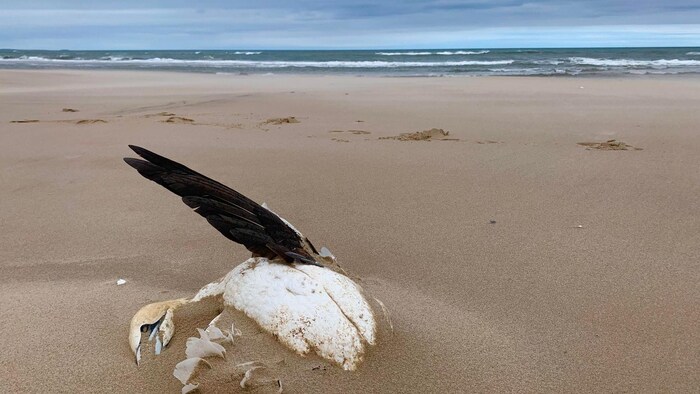Une carcasse de fou de Bassan sur la plage.