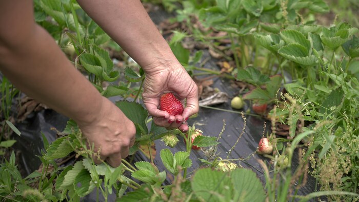 Quelqu'un cueille une fraise.