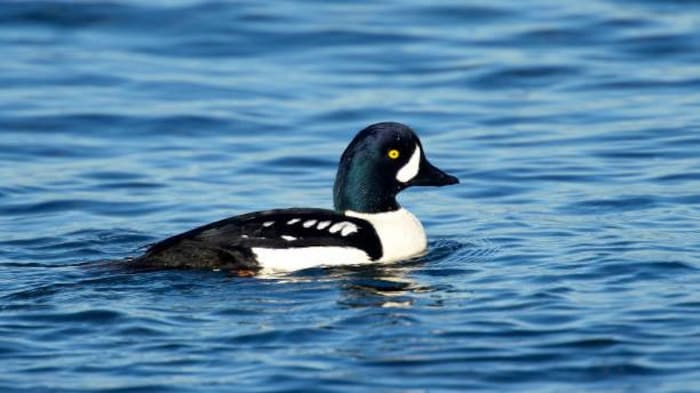La population du garrot d'Islande ne se trouve que dans les régions de l’est du Canada. Un garrot d'Islande, canard nageant sur l'eau.