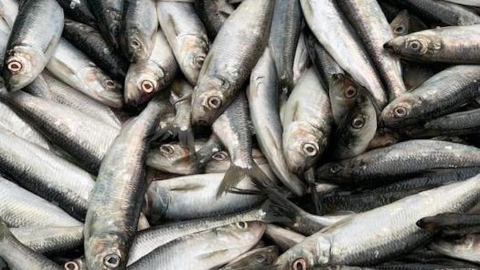Des harengs pêchés lors de la pêche annuelle de hareng pour collecter des fonds pour les enfants atteints du cancer