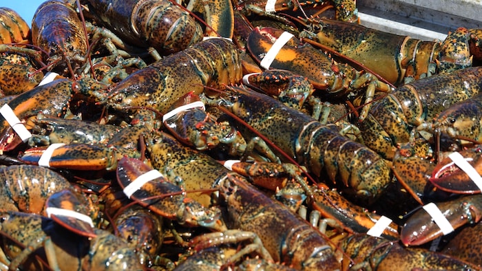 Des dizaines de homards dans un bac.