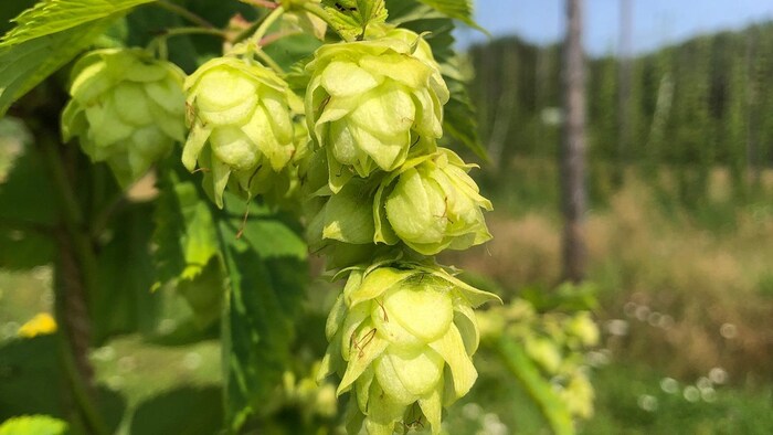 Un plan de houblon