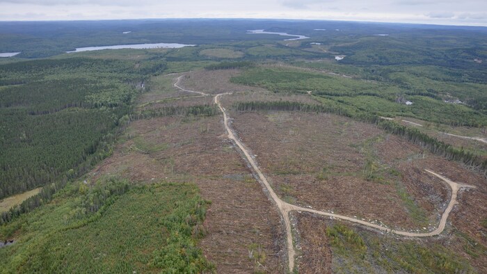 Image aérienne d’une coupe forestière et d’un chemin forestier.