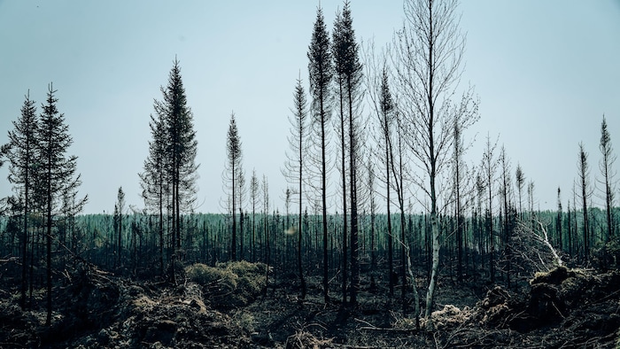 Des arbres brûlés par un feu de forêt près du lac Waconichi, au Québec. Photo prise le 4 juin 2023. 