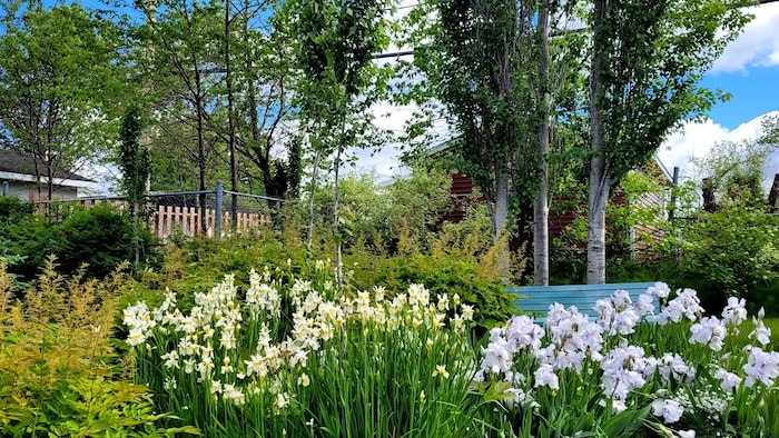 Un jardin avec des fleurs blanches.