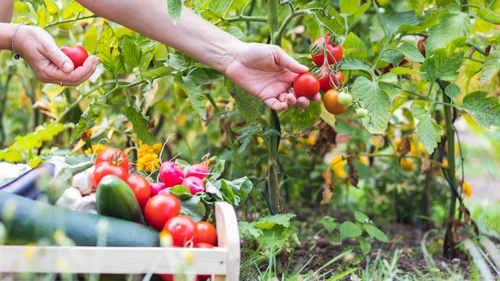 Une personne cueille des petites tomates dans un potager.