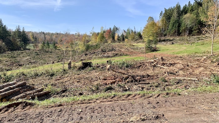 Une vue d'une forêt abimée, avec des souches d'arbres et des morceaux de bois au sol.