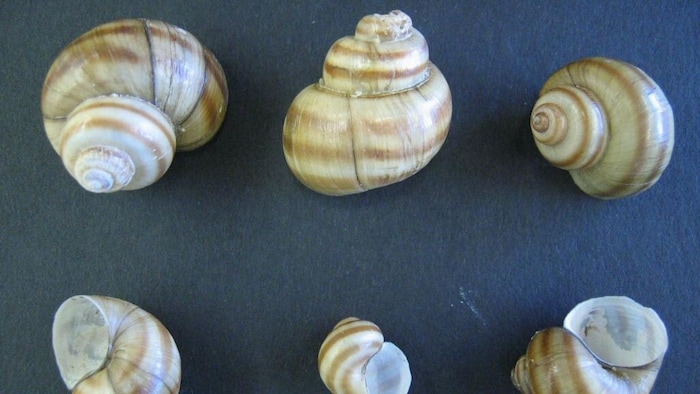 Des coquilles de vivipares géorgiennes de différentes tailles.