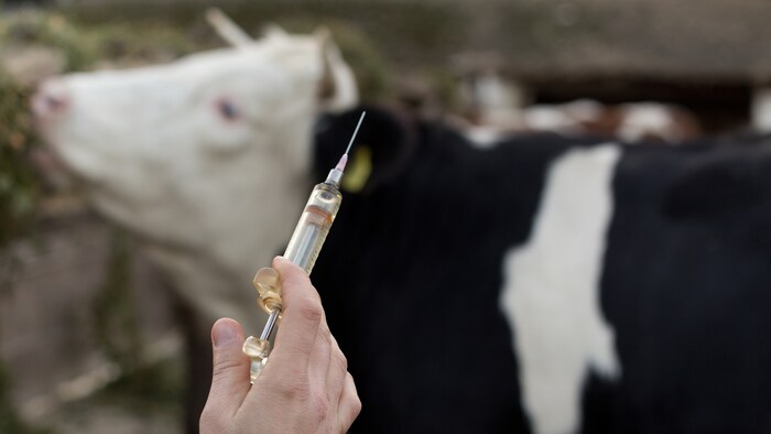 Un vétérinaire prépare une seringue pour piquer une vache. 