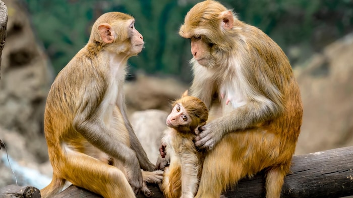 Deux macques assis sur une branche avec leur bébé.