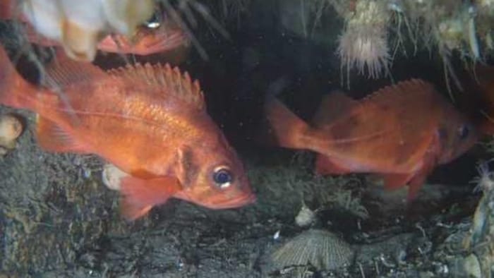 Deux gros poissons rouges nagent près des fonds marins, éclairés par la lumière d'une caméra.