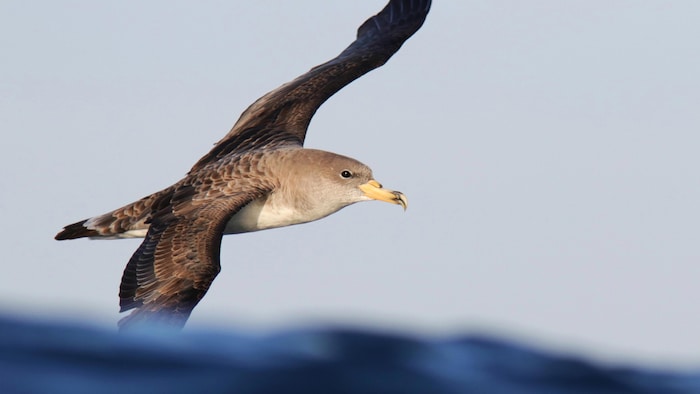 Un oiseau marin, au teint un peu gris et avec un bec jaunâtre, est pris en photo en plein vol.