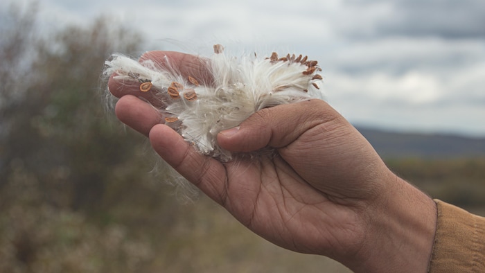 Gros plan d'une main tenant des fibres blanches attachées à des graines.