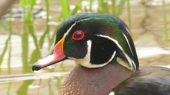 Un canard branchu.