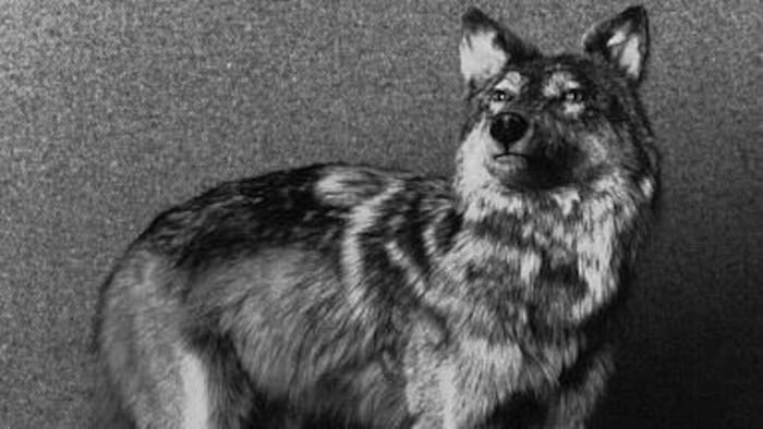 Photo en noir et blanc d'un loup empaillé.